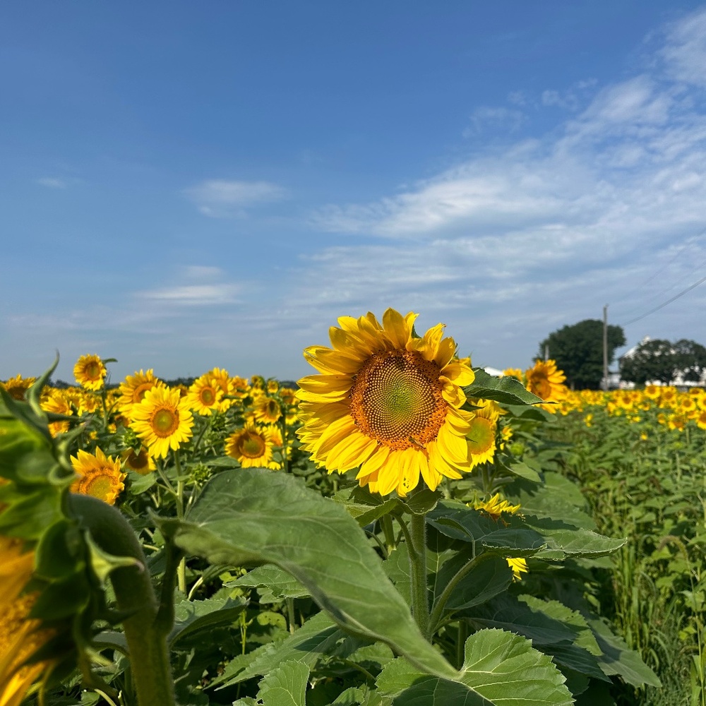 Meet your Posher, Haley